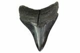 Megalodon Tooth - South Carolina #130787-1